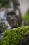 Wild moss on a tree in winter