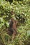 Wild Mother Orangutan and Baby in the Bush