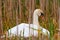 Wild Mother Swan Falls Asleep On Nest