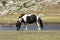 Wild mottled horse on the mountain pasture