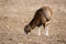 Wild mouflon female sheep grazing on a field with short dry grass in winter