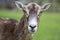 Wild mouflon sheep, one female portrait grazing on pasture in daylight, green meadow, beautiful brown wild animals