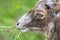 Wild mouflon sheep, one female portrait grazing on pasture in daylight, green meadow, beautiful brown wild animals