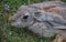 Wild mountain Asian hare TOLAI hiding in the grass in close-up