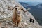 Wild mountain brown goat with big horns stands at rock and looks in camera