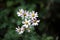 Wild mountain chrysanthemum growing on the roadside in mountainous areas.