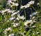 Wild Mountain Daisies