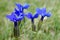 Wild mountain flowers