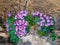 Wild mountain flowers bloom on the rocks. Wildlife flower background. Lush purple flowers bushes Paraquilegia microphylla.