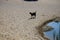 A wild mountain goat descended from the mountains to a watering hole and walks along the beach. Kolympia, Rhodes, Greece