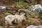 Wild mountain goat, feral showing horns, landscape
