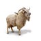 Wild mountain goat Isolated over white background