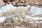 Wild Mountain Goats of the Colorado Rocky Mountains