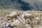 Wild Mountain Goats of the Colorado Rocky Mountains