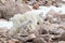 Wild Mountain Goats of the Colorado Rocky Mountains