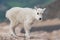 Wild Mountain Goats of the Colorado Rocky Mountains