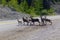 Wild mountain goats running across highway in Canada