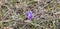 Wild mountain iris. Spring flowers. Beautiful banner of natural