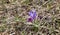 Wild mountain iris. Spring flowers. Beautiful banner of natural