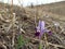 Wild mountain iris. Spring flowers. Beautiful banner of natural