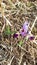 Wild mountain iris. Spring flowers. Beautiful banner of natural