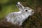 Wild mountain Lepus timidus