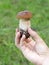 Wild mountain mushroom (Boletus, edible bolete, penny bun)