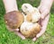 Wild mountain mushrooms (Boletus, edible bolete, penny buns) in