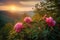 Wild Mountain Peonies at Springtime Sunrise, spring landscape, pink wild mountain peonies, picturesque rising sun, the