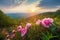 Wild Mountain Peonies at Springtime Sunrise, spring landscape, pink wild mountain peonies, picturesque rising sun, the