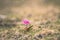 Wild mountain pink flower