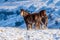 Wild mountain ponies in a snowy, winter landscape