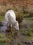 Wild Mountain Pony Drinking