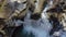 Wild Mountain River Close Up Abundant Clear Stream. Detail Static Shot of Babbling Creek with Stone Boulders Flowing. Rock Rapid i