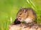 Wild mouse eating blackberry