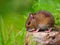 Wild mouse sitting on log
