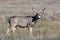 Wild Mule Deer buck on the High Plains of Colorado