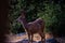 Wild Mule Deer California Sequoia