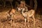 Wild mule deer fawns in forest landscape