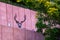 Wild mule deer in velvet resting in downtown Cody, Wyoming in August