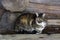 Wild multicolor tabby cat. A homeless cat sits on a wooden bench against the background of an old log wooden house.