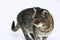 Wild multicolor tabby cat. A homeless cat sits on a wooden bench against the background of an old log wooden house.