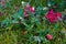 Wild multicolored beauty in the meadow in autumn