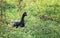 Wild Muscovy duck on green vegetation of Pantanal forest in Brazil.