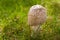 Wild Mushroom (Amanita Rubescens) Growing in Grass