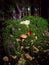 Wild mushroom Boletus Edulis growing in the forest