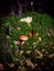 Wild mushroom Boletus Edulis growing in the forest