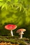 wild mushroom fall autumn background copy space