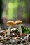 Wild mushroom in forest