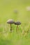 Wild mushroom on grassland when spring and summer come,in nature outdoor forest hope and life concept